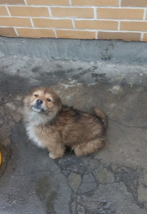 Отдам в добрые руки