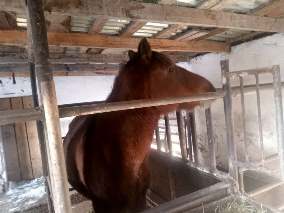 Бие семіз откормда тұр