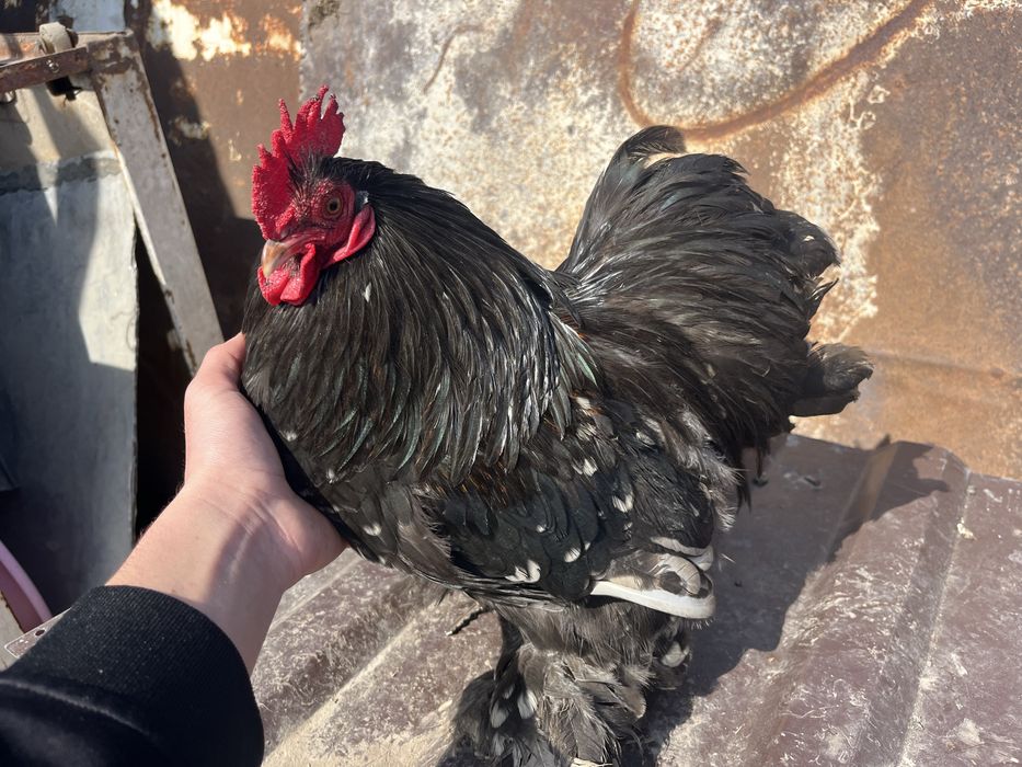 Ищю подружку для питуха карликого кохинхина