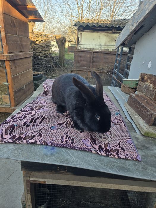 Iepurite de vânzare