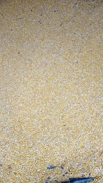 Vând grăunțe 75 de bani kg