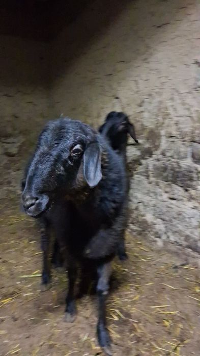Qõy Quy Sotiladi