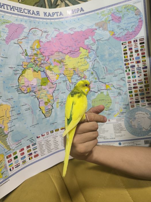 Ручной волнистый попугаи