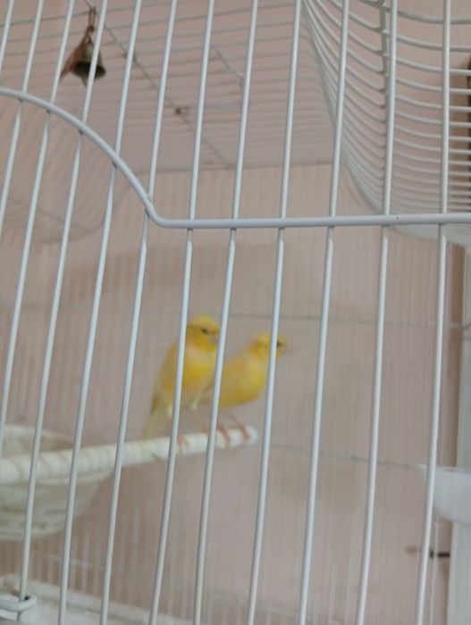 канарека сотилади