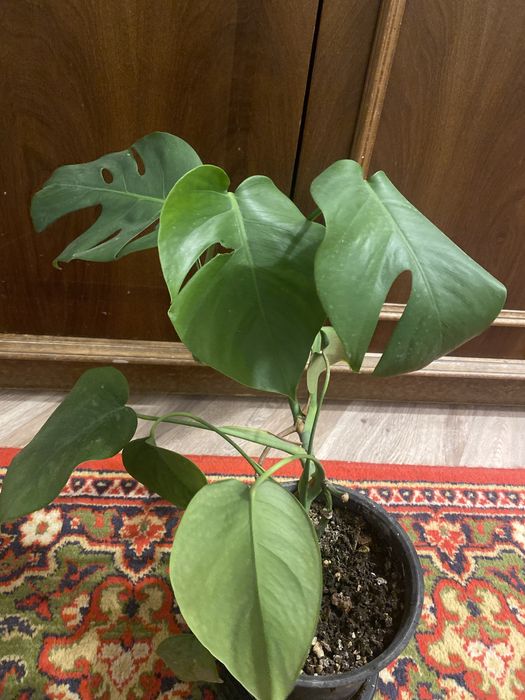 Продается драцена