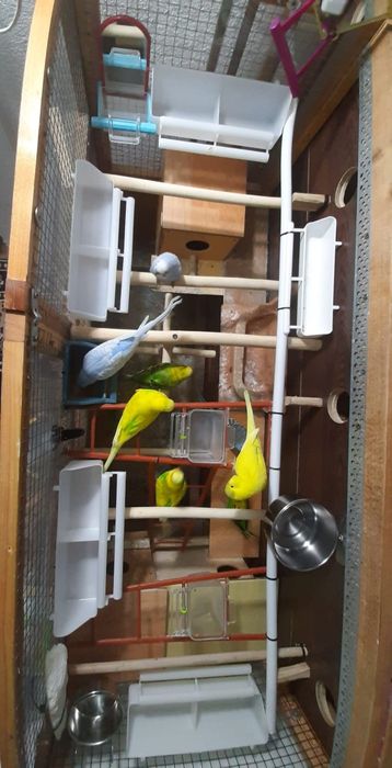 Vând Volieră și 7 Peruși