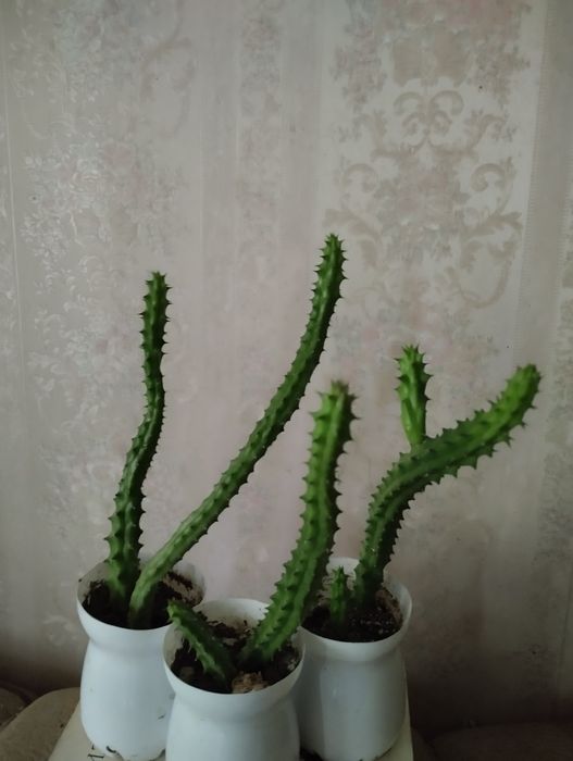 Стапелия , не колючий кактус.