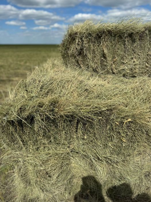 Продам сено в тюках и в рулонах