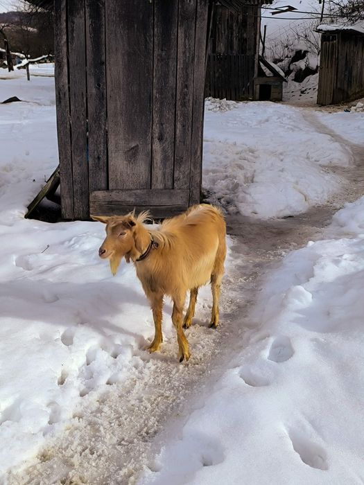 Țap de vânzare rasa mixtă