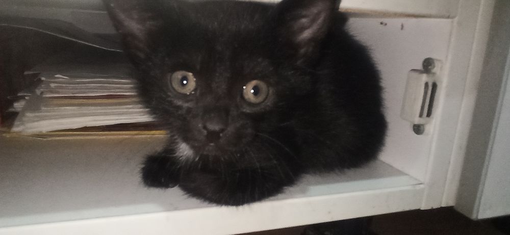 Котята 3 месяца 6шт