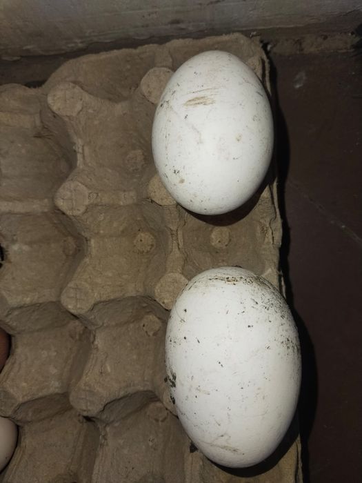 Продам гусеи порода линда один гусак и две гусыни Уже несут са 15000 т