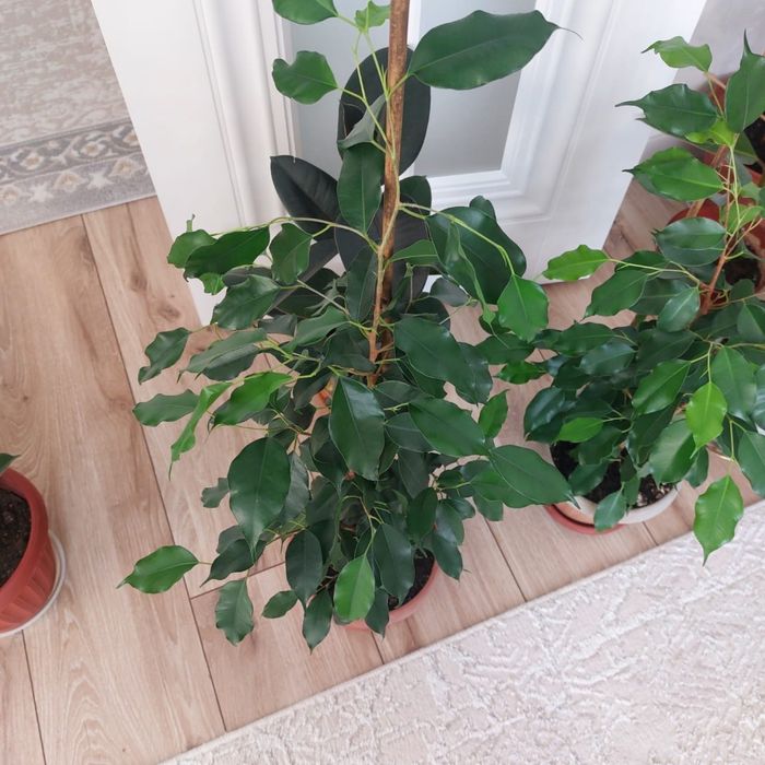 Домашние цветы от 3000