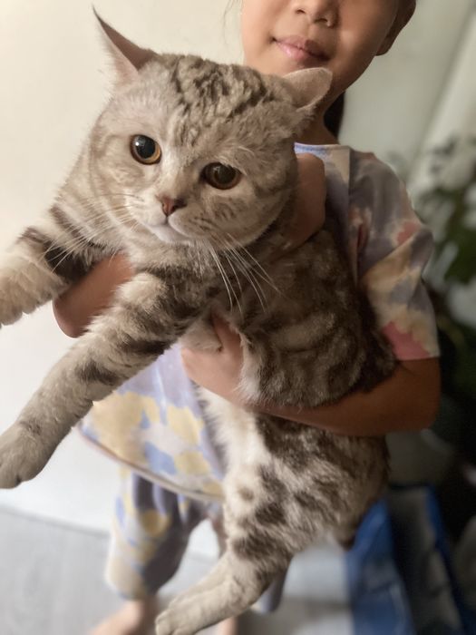 кот британец  ищет кошку для вязки