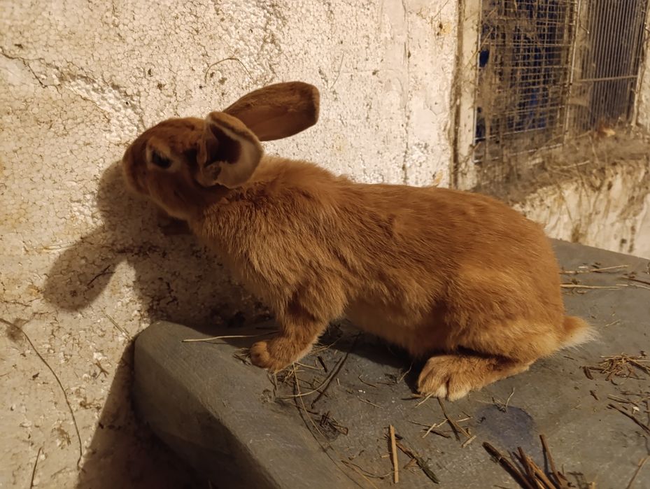 Продам самцов Бургунца,