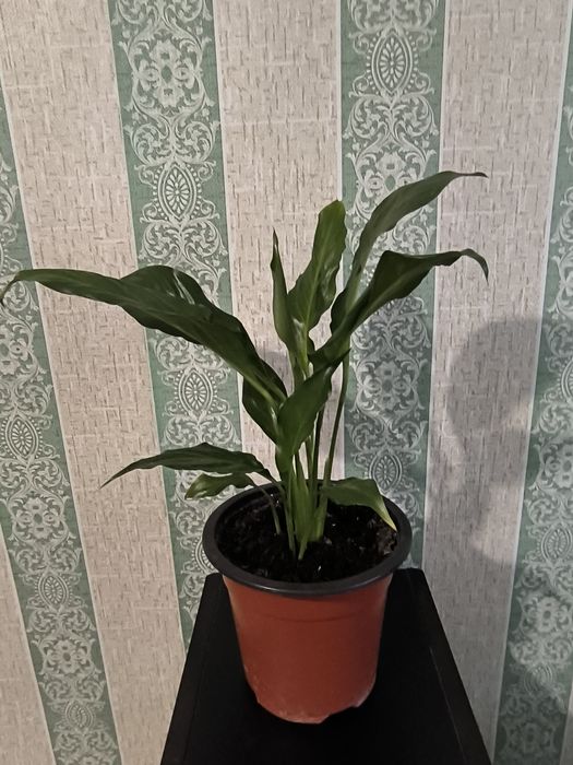 Комнатные красивые цветы.