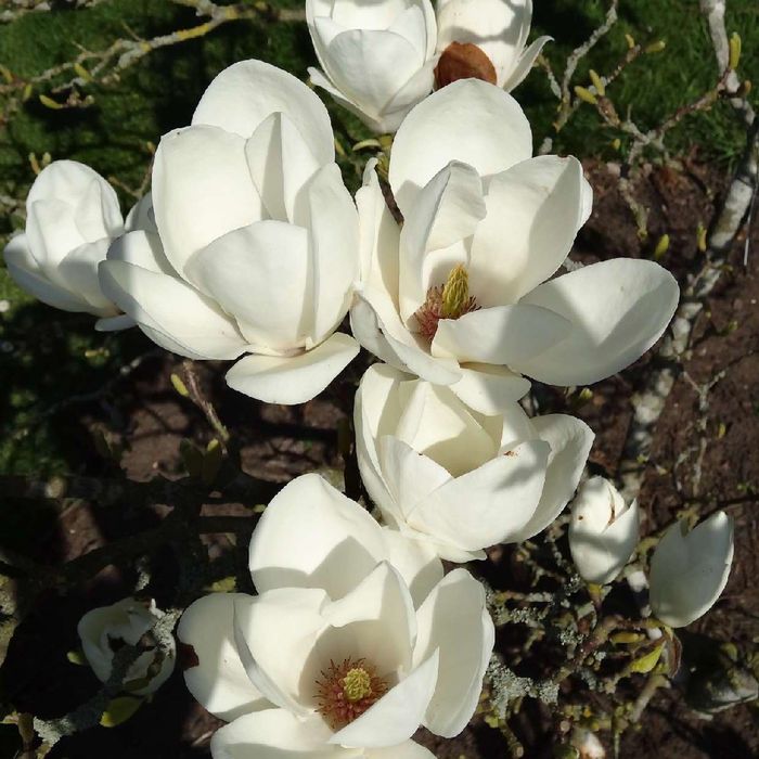 Magnolia Soulangena -Alba Superba