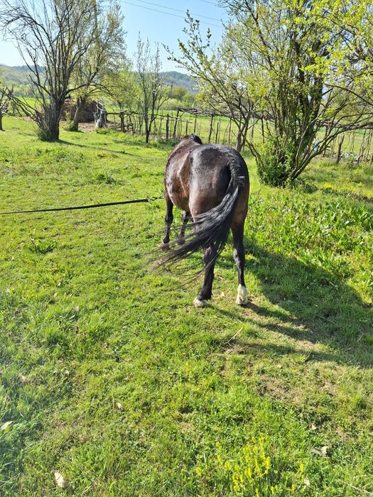 Vand cal invatat la caruta