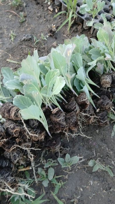 Răsad de varză beveli hils
