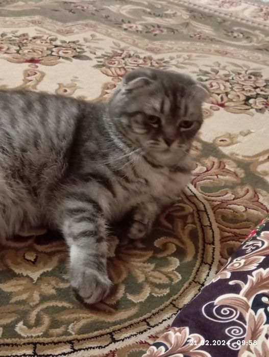 Срочно продам катят 1 мамаша 5 малыша