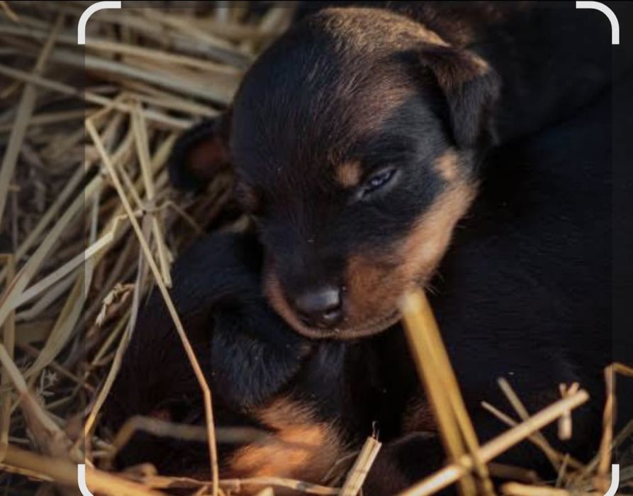 Немецкий Ягдтерьер