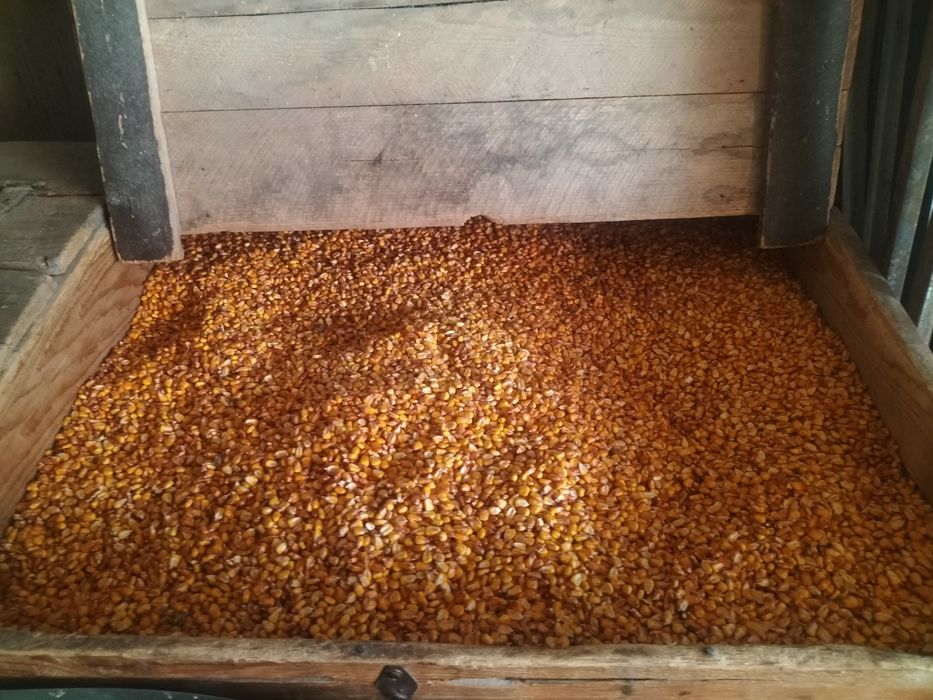 Vând porumb știulete