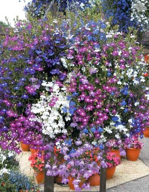 Цветя от производители