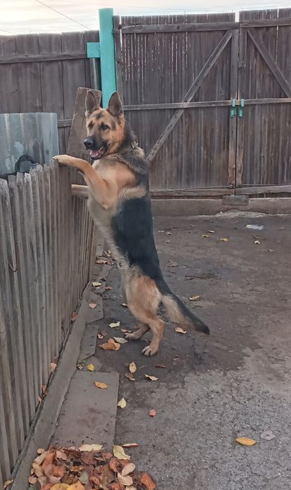 Восточно-европейская овчарка