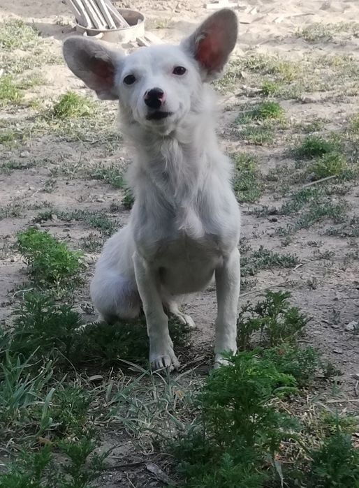 Продам той-терьера