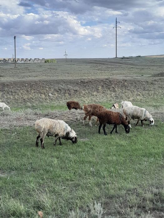 Продам большого кошкара