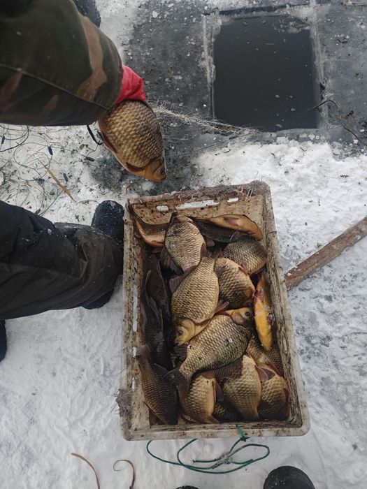 Карась ТОЛЬКО ОПТОМ!размер 6