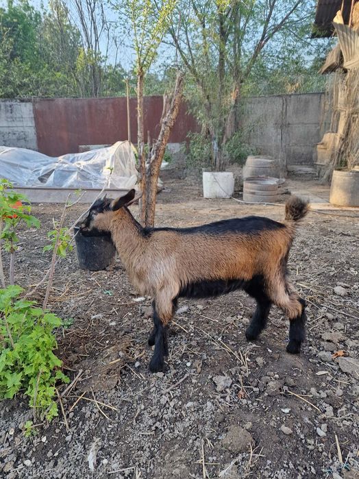 Продаются козлята альпачехи