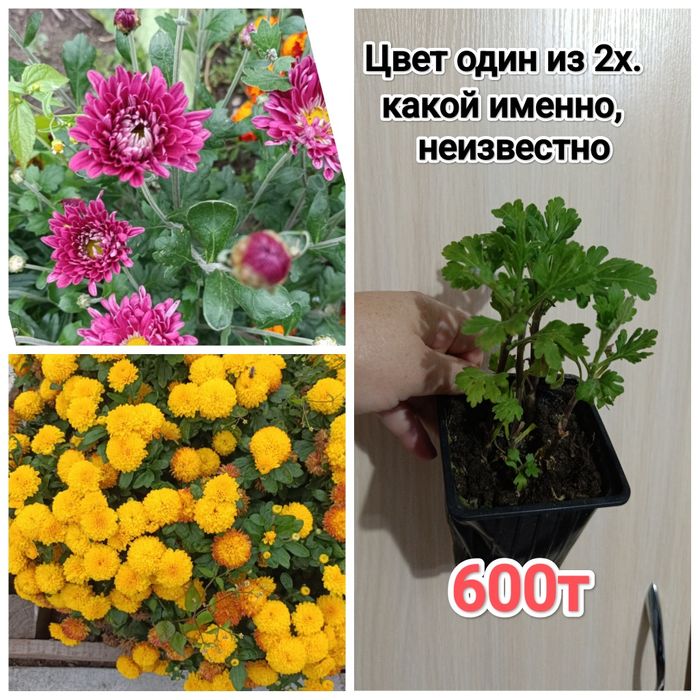 Многолетние цветы Кжби