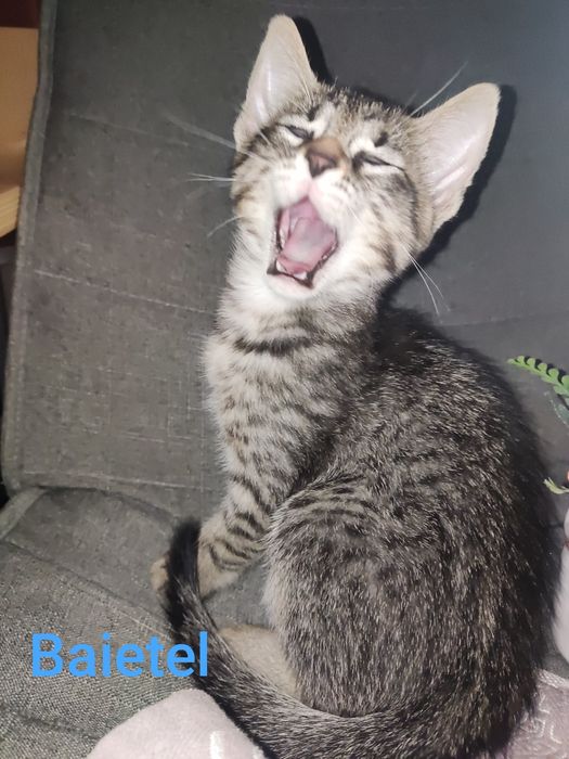Pisicuțe pentru adoptie
