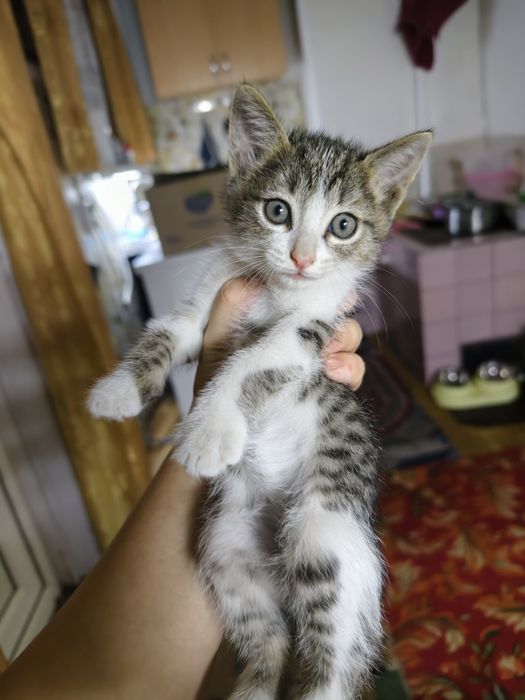 Ласковый котик мальчик ищет семью
