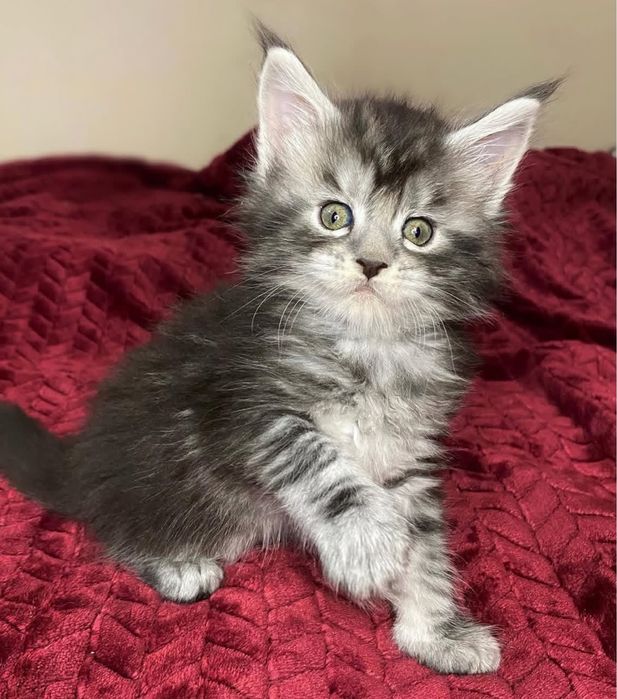 Котята мейн-кун из проф питомника.