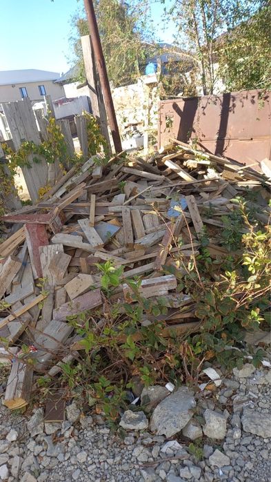 Отын агаштары тегін