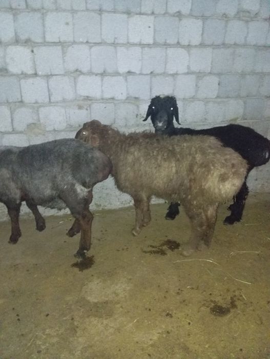 Қошқар дені сау ,