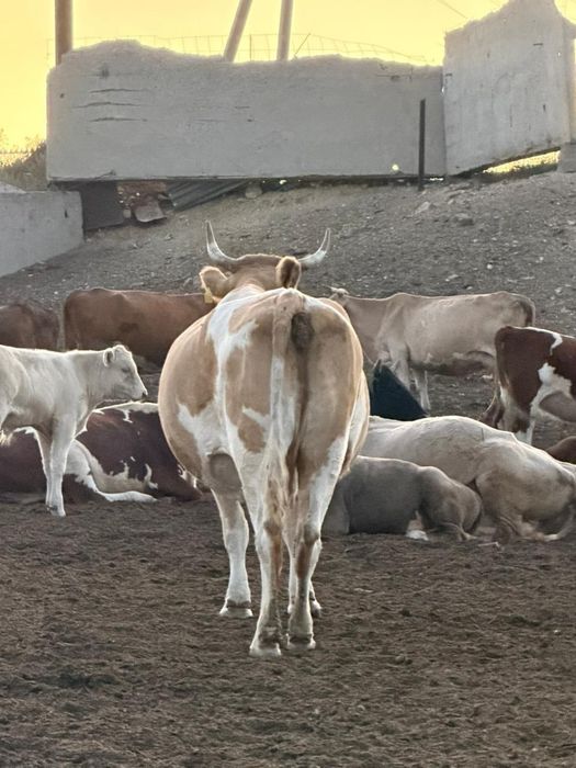 Продам корову яловую