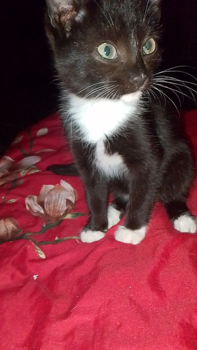 Отдам двух маленьких девочек