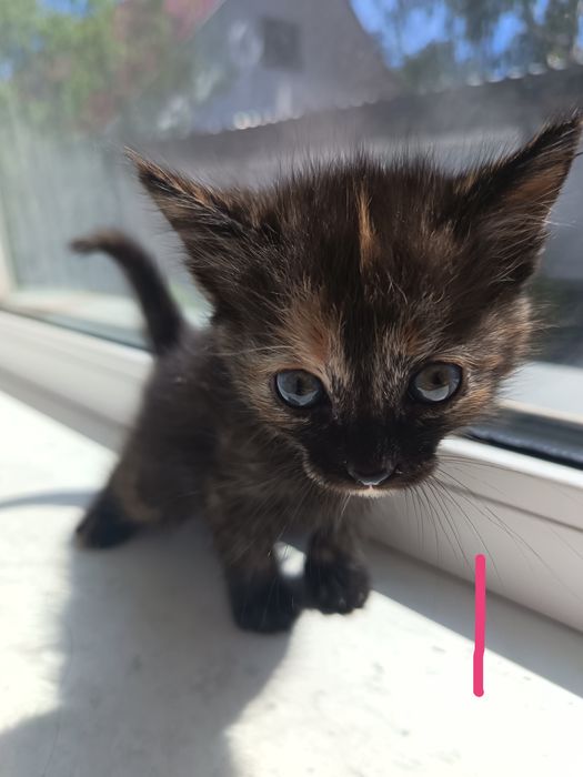 Котята красивенькие