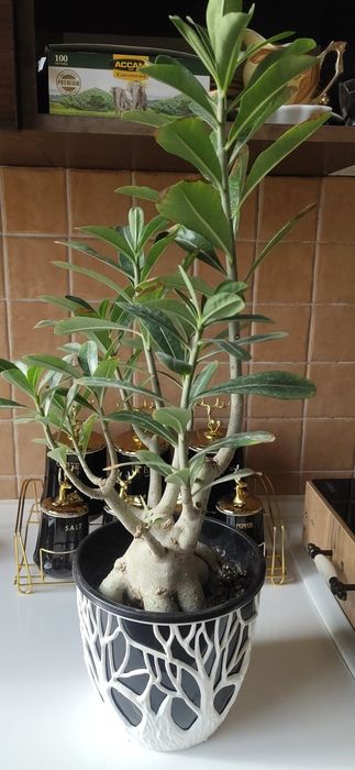 Адениум взрослый