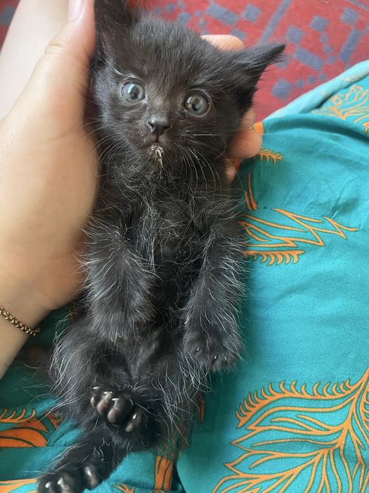 Отдам котят в добрые руки