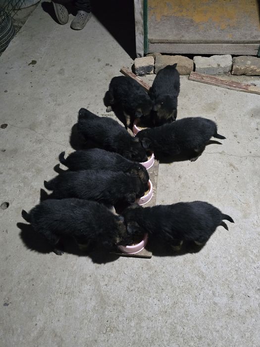 Щенки Немецкой овчарка