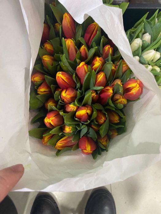 Тюльпвны оптом г.Алматы