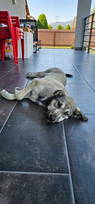 Adoptie caine metis (Kira)