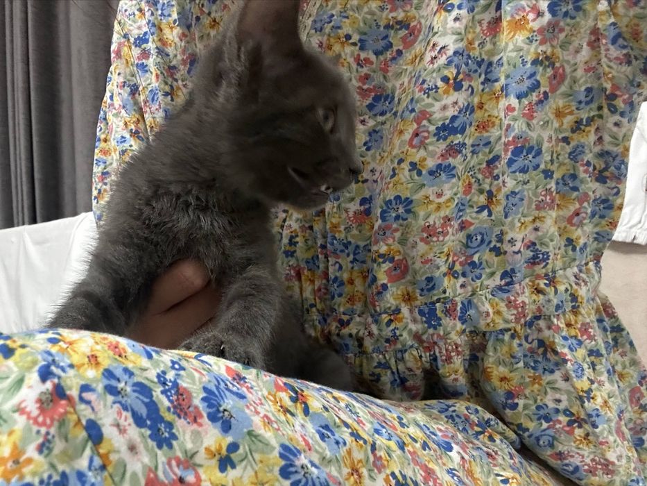 кошка  скотиш страйт
