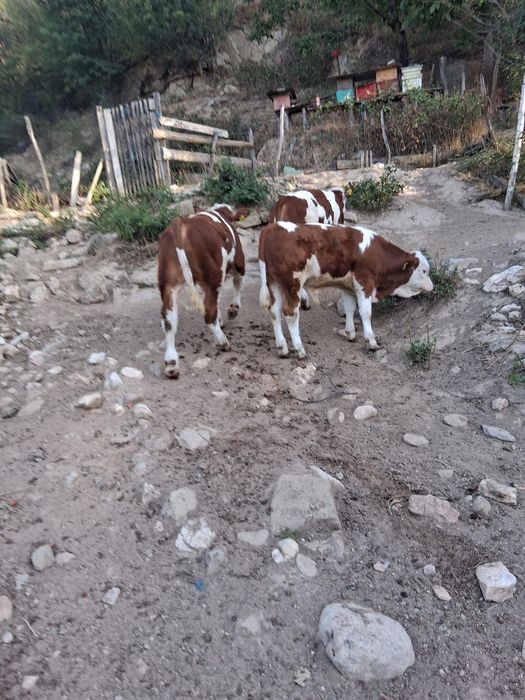 Viței de vânzare