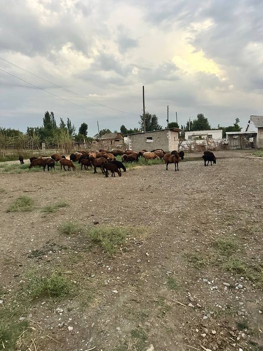 Ferma sotiladi!!!  Ишлаб турган 5 - гектар ферма сотилади 380.000 $