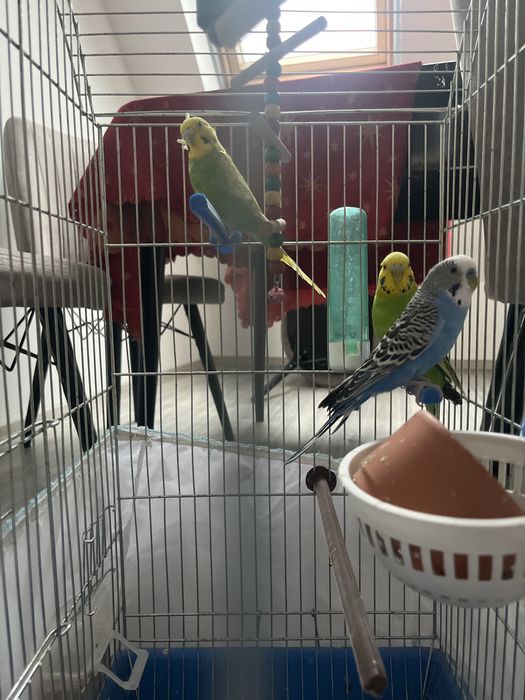 Вълнисти папагали