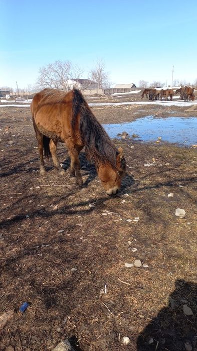 Кабыла жеребое казаки